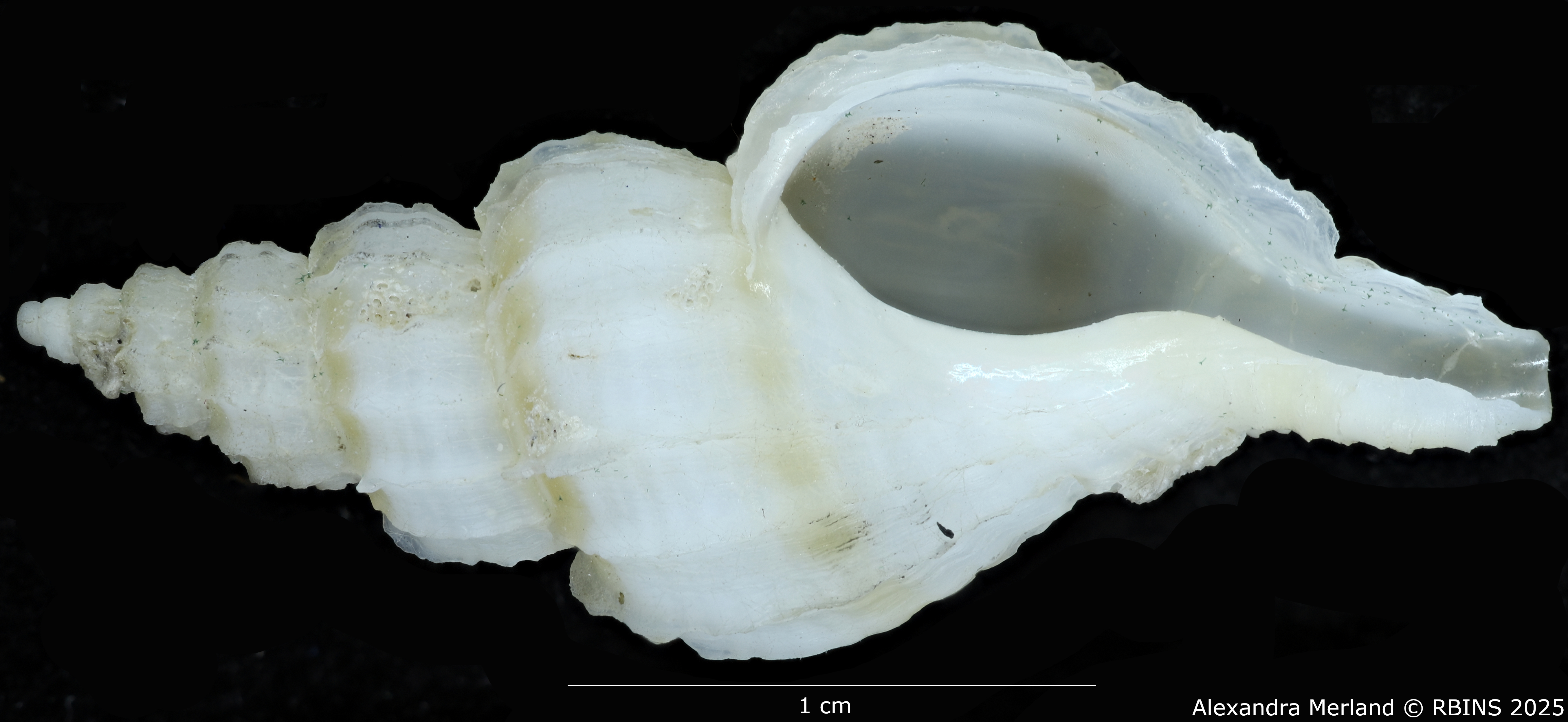 BE-RBINS-INV-MT-3985-Boreotrophon-pseudelegantulus-ht-V.jpg