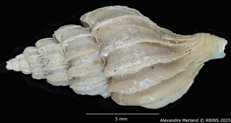 BE-RBINS-INV-MT-3575-Boreotrophon-vancouverensis-pt-D.jpg BE-RBINS-INV-MT-3575-Boreotrophon-vancouverensis-pt-D.jpg