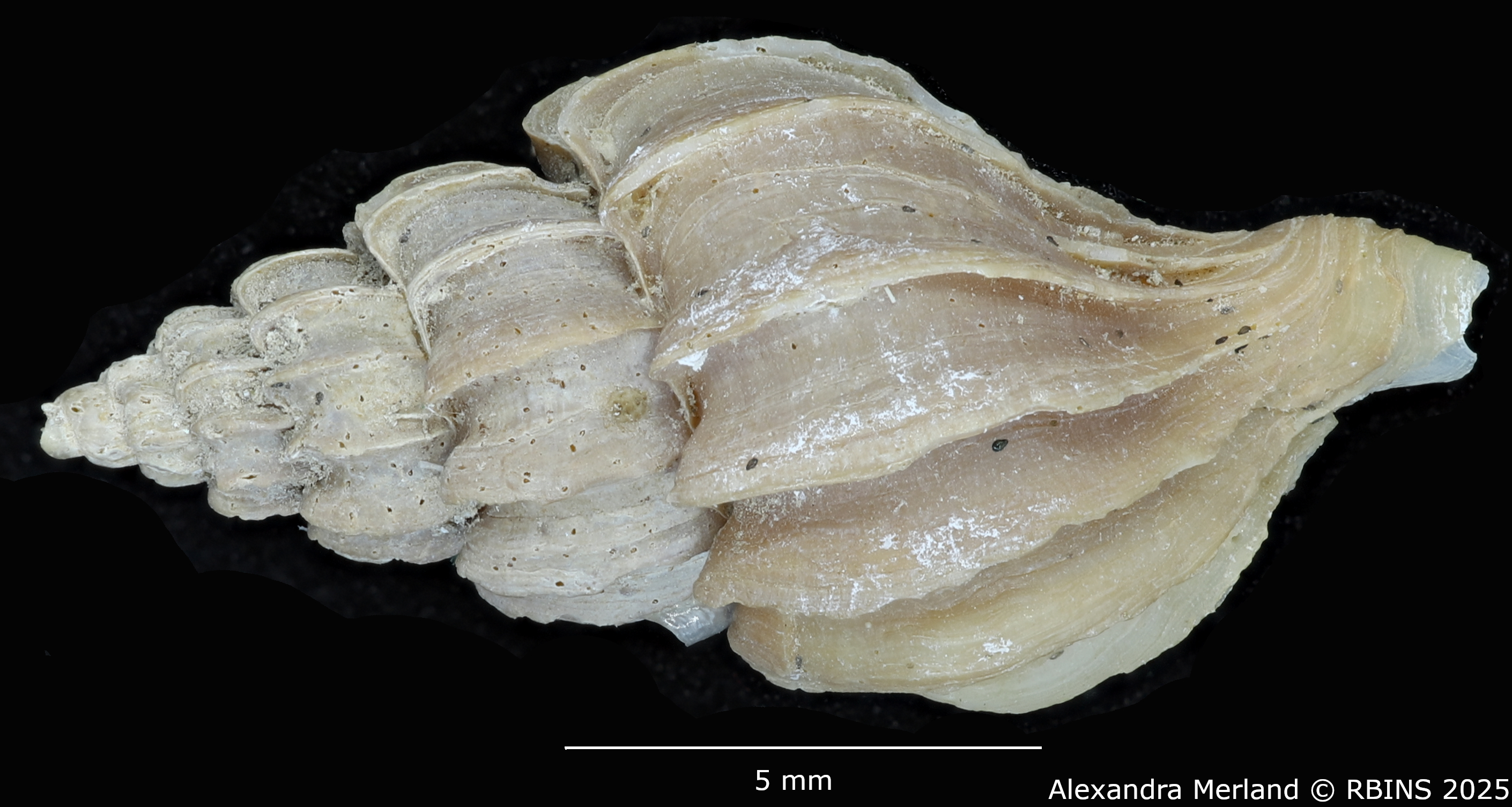 BE-RBINS-INV-MT-3575-Boreotrophon-vancouverensis-pt-D.jpg