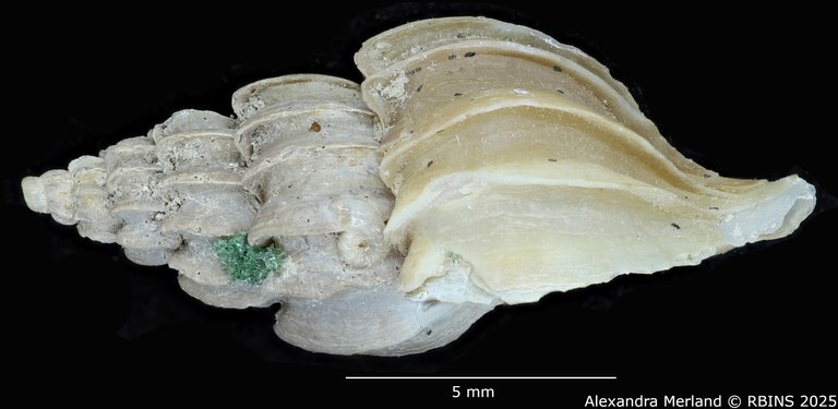 BE-RBINS-INV-MT-3575-Boreotrophon-vancouverensis-pt-L.jpg BE-RBINS-INV-MT-3575-Boreotrophon-vancouverensis-pt-L.jpg