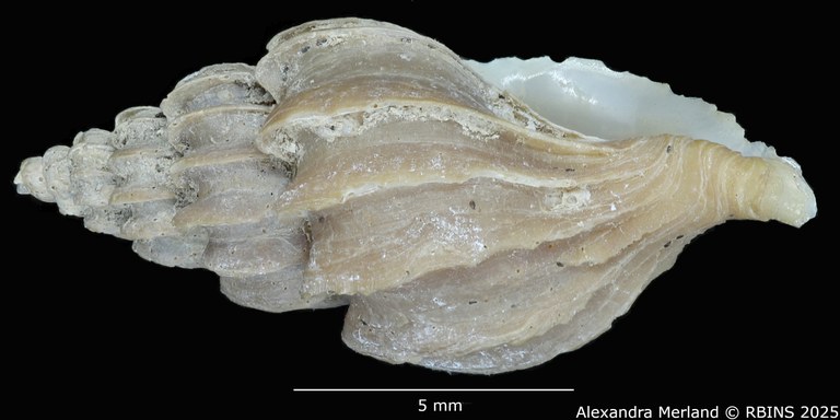 BE-RBINS-INV-MT-3575-Boreotrophon-vancouverensis-pt-L2.jpg BE-RBINS-INV-MT-3575-Boreotrophon-vancouverensis-pt-L2.jpg