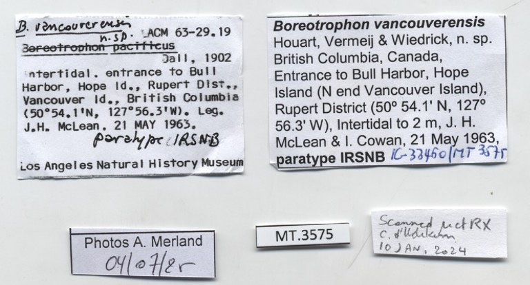 BE-RBINS-INV-MT-3575-Boreotrophon-vancouverensis-pt-label.jpg BE-RBINS-INV-MT-3575-Boreotrophon-vancouverensis-pt-label.jpg