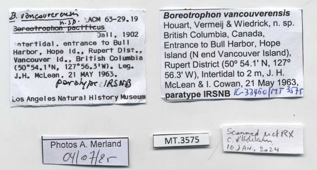 BE-RBINS-INV-MT-3575-Boreotrophon-vancouverensis-pt-label.jpg