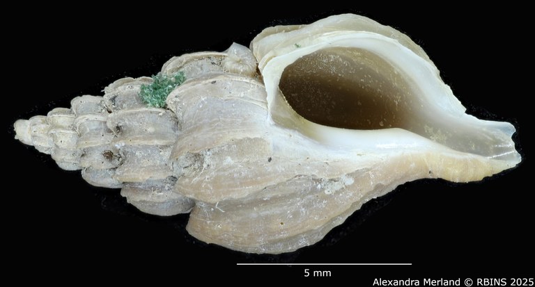 BE-RBINS-INV-MT-3575-Boreotrophon-vancouverensis-pt-V.jpg BE-RBINS-INV-MT-3575-Boreotrophon-vancouverensis-pt-V.jpg