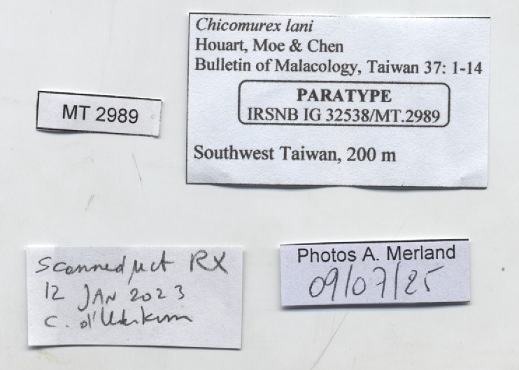 BE-RBINS-INV-MT-2989-Chicomurex-lani-pt-label.jpg BE-RBINS-INV-MT-2989-Chicomurex-lani-pt-label.jpg