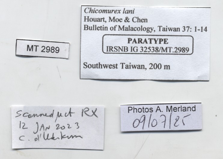 BE-RBINS-INV-MT-2989-Chicomurex-lani-pt-label.jpg