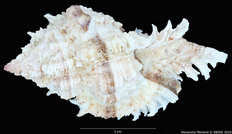 BE-RBINS-INV-MT-3012-Chicomurex-pseudosuperbus-pt-D.jpg BE-RBINS-INV-MT-3012-Chicomurex-pseudosuperbus-pt-D.jpg