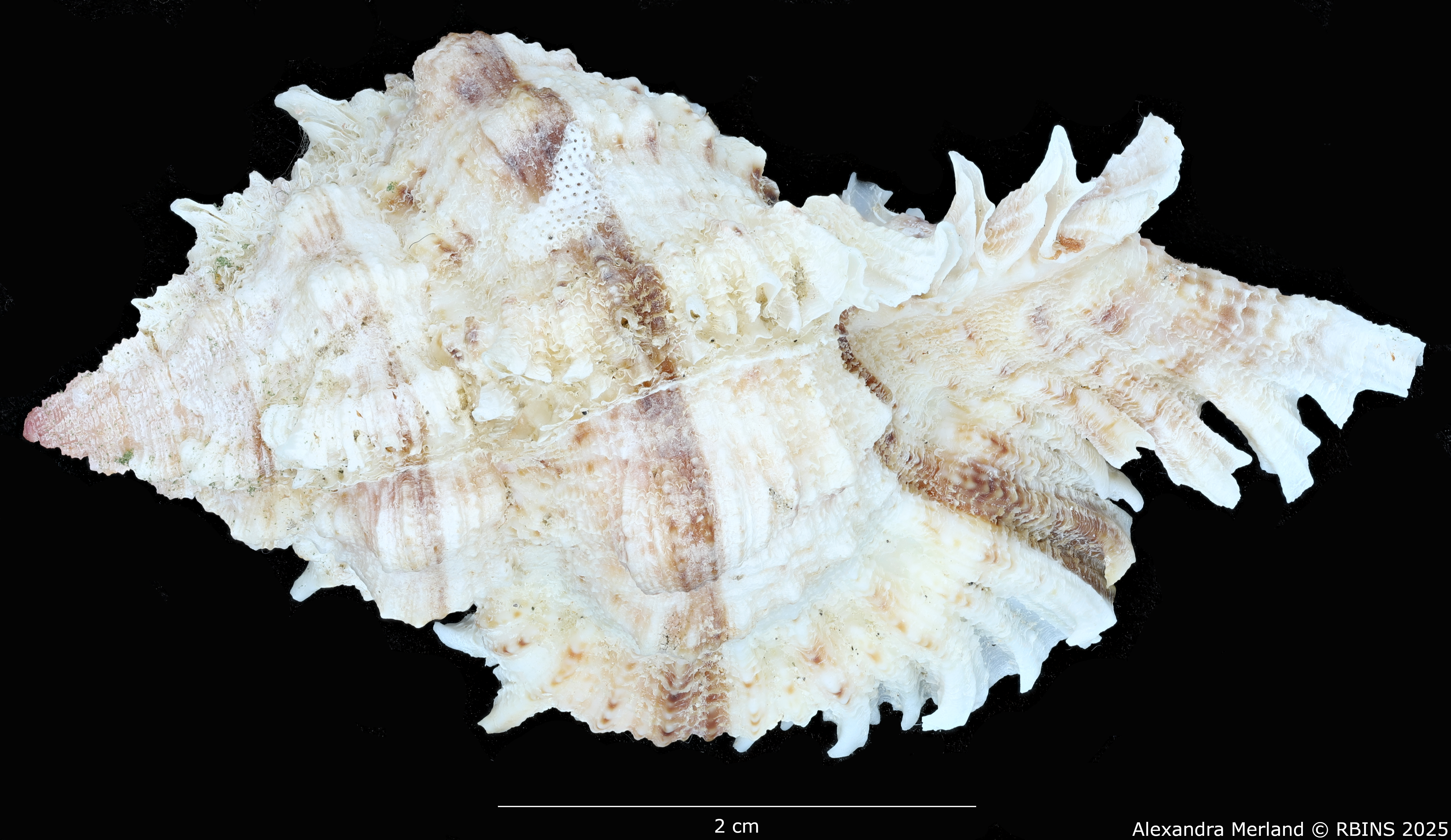 BE-RBINS-INV-MT-3012-Chicomurex-pseudosuperbus-pt-D.jpg
