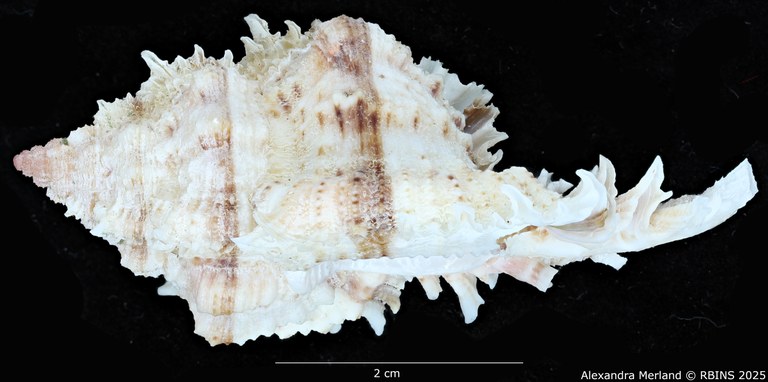 BE-RBINS-INV-MT-3012-Chicomurex-pseudosuperbus-pt-L.jpg BE-RBINS-INV-MT-3012-Chicomurex-pseudosuperbus-pt-L.jpg