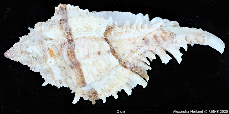 BE-RBINS-INV-MT-3012-Chicomurex-pseudosuperbus-pt-L2.jpg BE-RBINS-INV-MT-3012-Chicomurex-pseudosuperbus-pt-L2.jpg