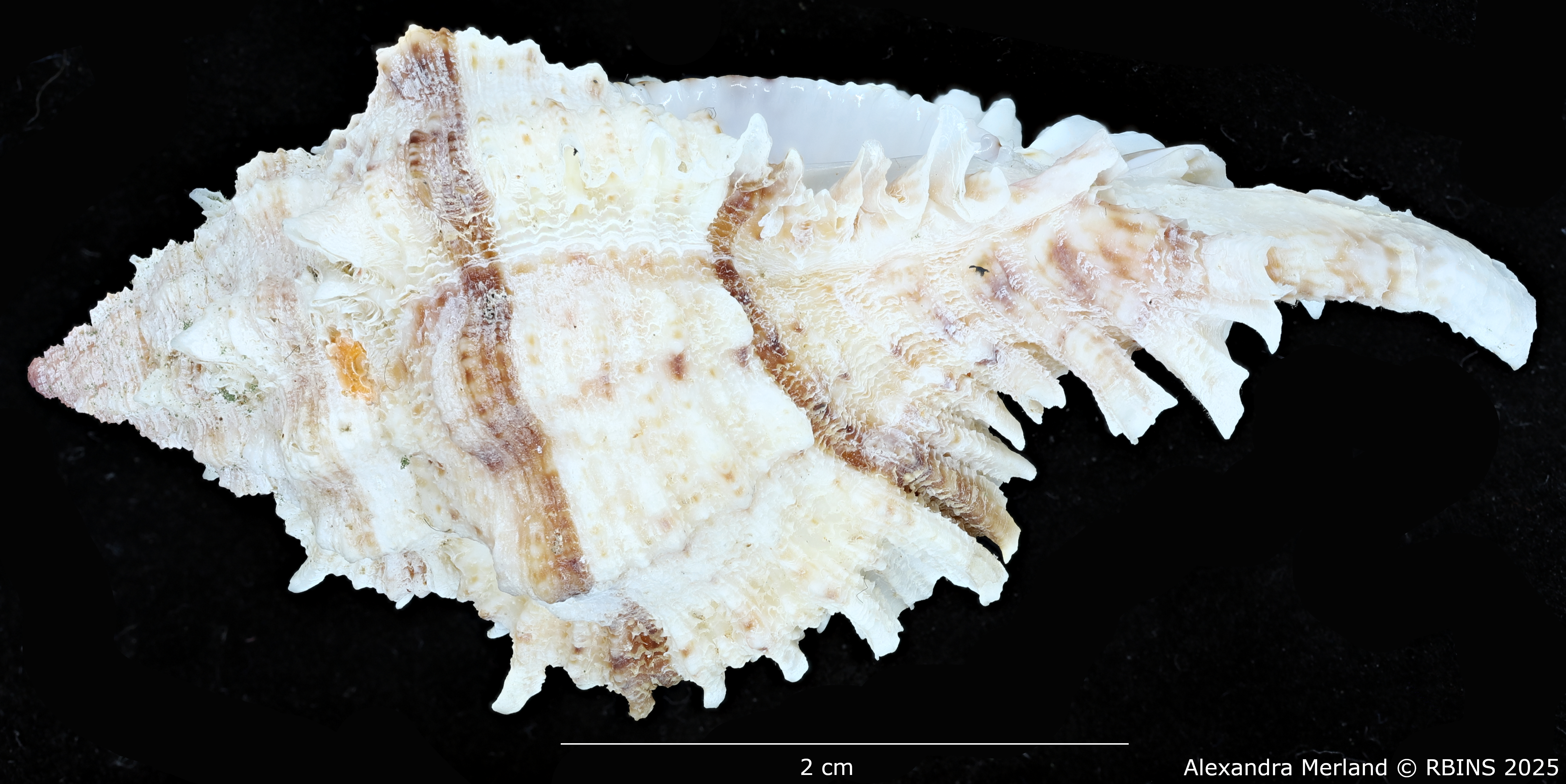 BE-RBINS-INV-MT-3012-Chicomurex-pseudosuperbus-pt-L2.jpg