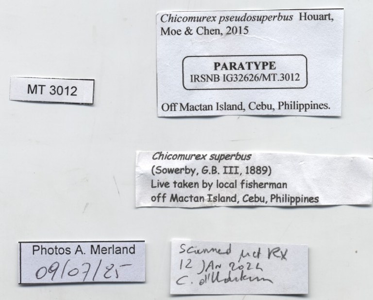BE-RBINS-INV-MT-3012-Chicomurex-pseudosuperbus-pt-label.jpg BE-RBINS-INV-MT-3012-Chicomurex-pseudosuperbus-pt-label.jpg