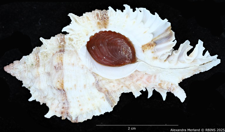 BE-RBINS-INV-MT-3012-Chicomurex-pseudosuperbus-pt-V.jpg BE-RBINS-INV-MT-3012-Chicomurex-pseudosuperbus-pt-V.jpg