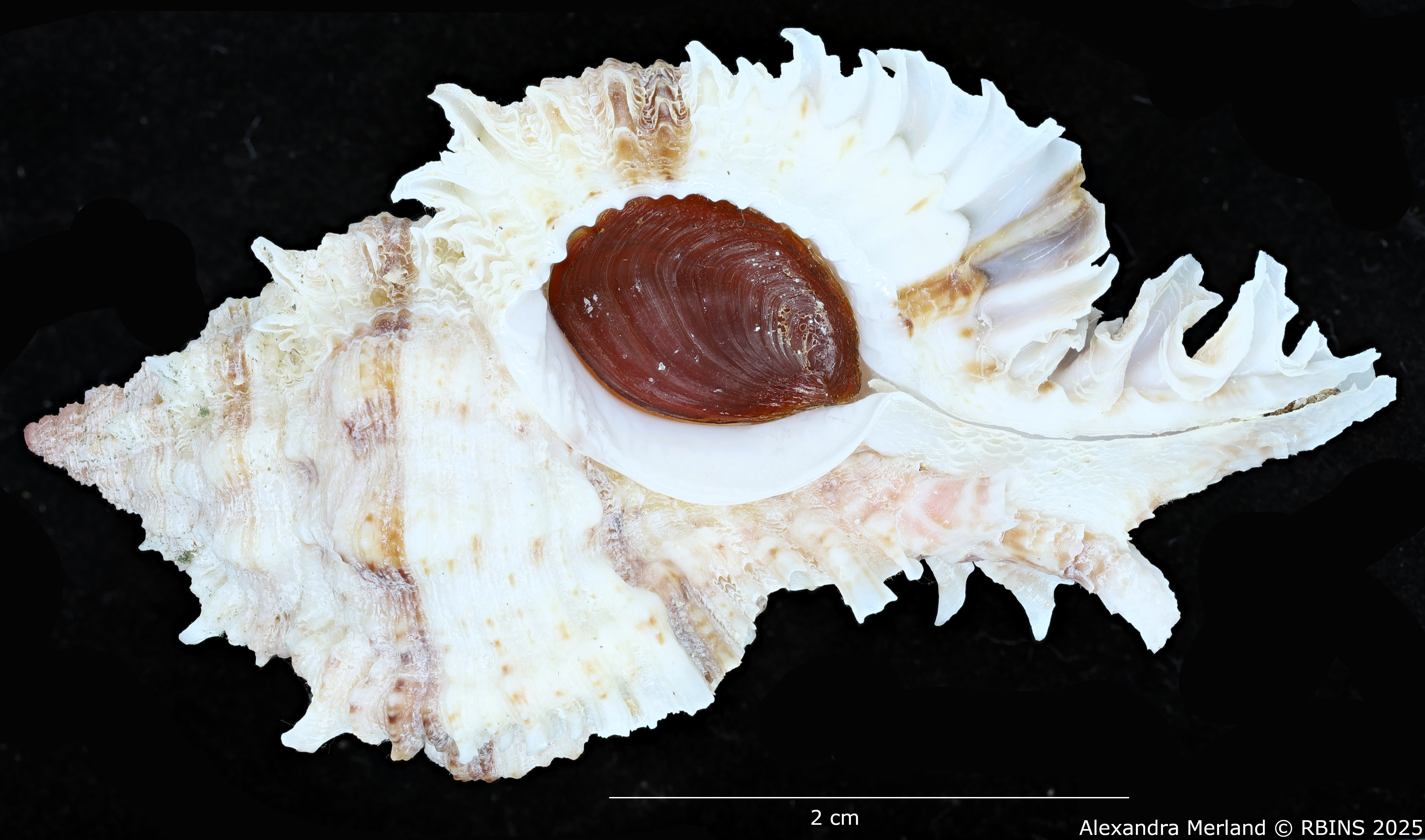 BE-RBINS-INV-MT-3012-Chicomurex-pseudosuperbus-pt-V.jpg