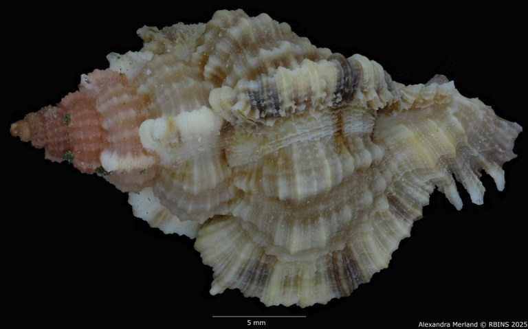 BE-RBINS-INV-MT-2901-Chicomurex-tagaroae-pt-D.jpg BE-RBINS-INV-MT-2901-Chicomurex-tagaroae-pt-D.jpg
