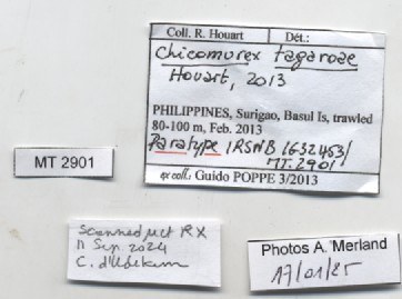 BE-RBINS-INV-MT-2901-Chicomurex-tagaroae-pt-label.jpg BE-RBINS-INV-MT-2901-Chicomurex-tagaroae-pt-label.jpg