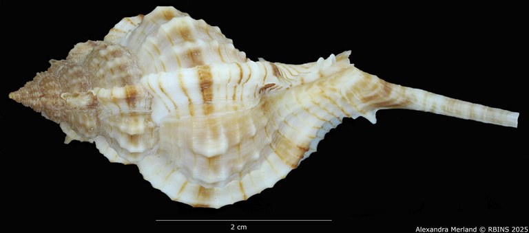 BE-RBINS-INV-MT-2326-Chicoreus-bessei-pt-D.jpg BE-RBINS-INV-MT-2326-Chicoreus-bessei-pt-D.jpg