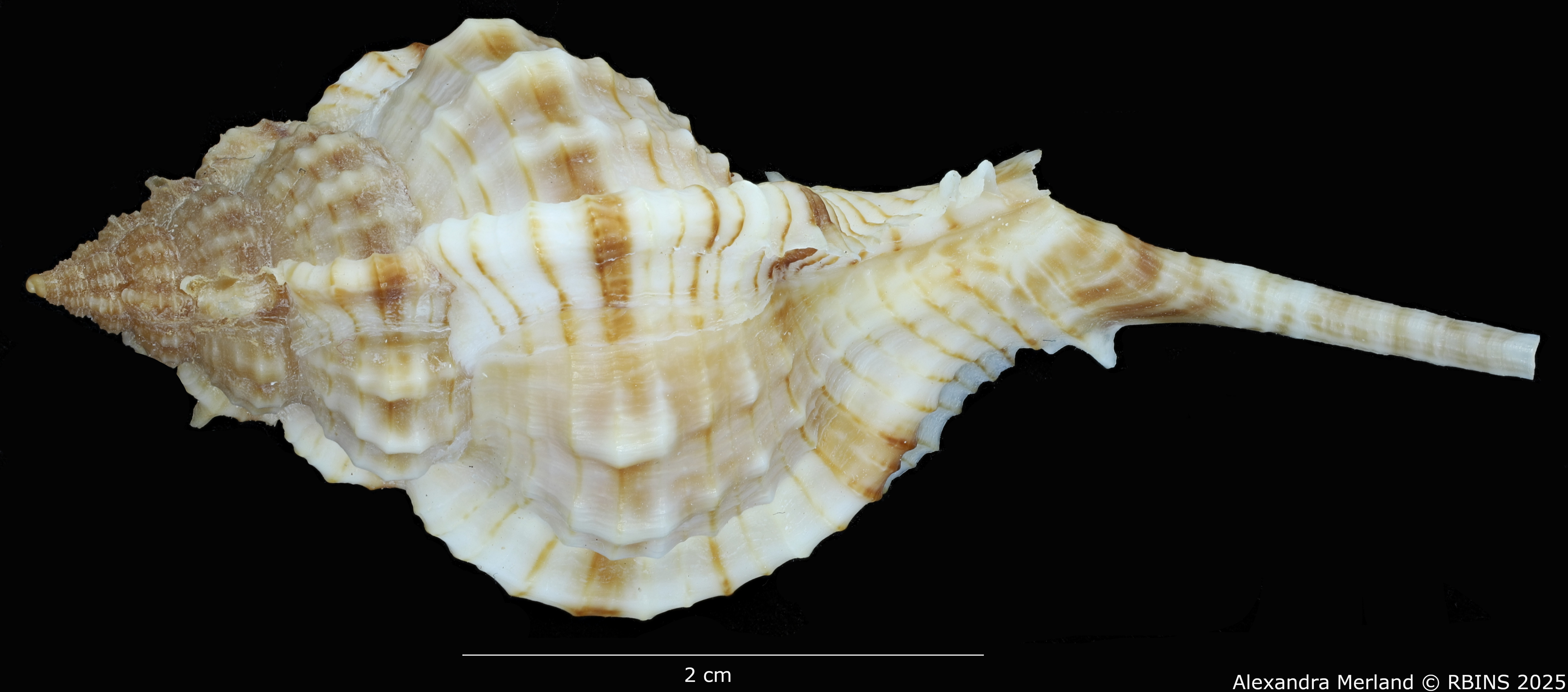 BE-RBINS-INV-MT-2326-Chicoreus-bessei-pt-D.jpg