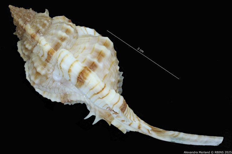 BE-RBINS-INV-MT-2326-Chicoreus-bessei-pt-L.jpg BE-RBINS-INV-MT-2326-Chicoreus-bessei-pt-L.jpg