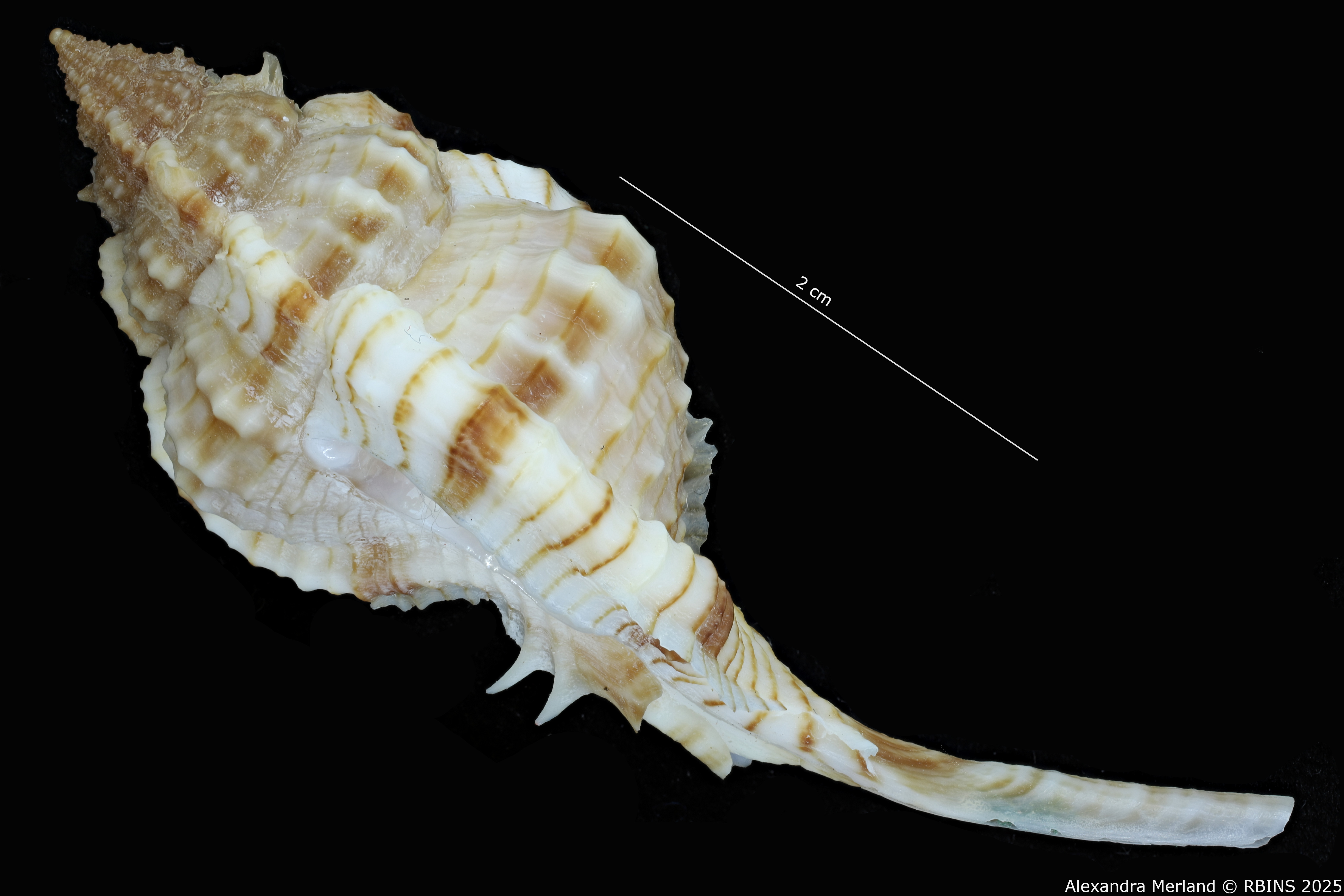BE-RBINS-INV-MT-2326-Chicoreus-bessei-pt-L.jpg