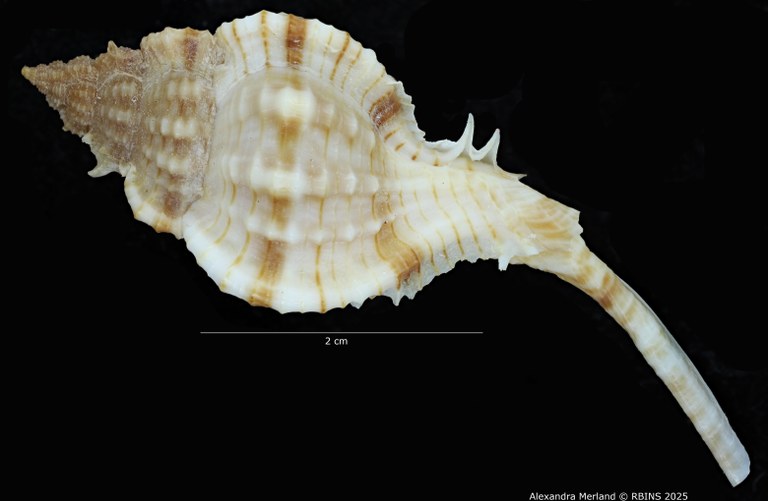 BE-RBINS-INV-MT-2326-Chicoreus-bessei-pt-L2.jpg BE-RBINS-INV-MT-2326-Chicoreus-bessei-pt-L2.jpg