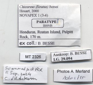 BE-RBINS-INV-MT-2326-Chicoreus-bessei-pt-label.jpg BE-RBINS-INV-MT-2326-Chicoreus-bessei-pt-label.jpg