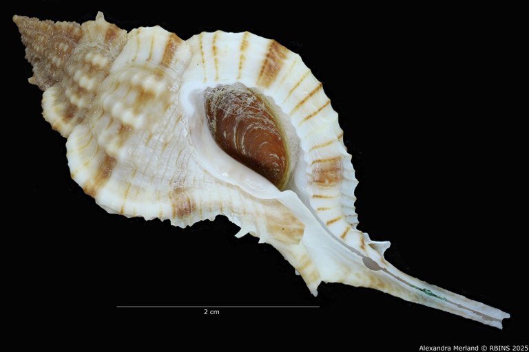 BE-RBINS-INV-MT-2326-Chicoreus-bessei-pt-V.jpg BE-RBINS-INV-MT-2326-Chicoreus-bessei-pt-V.jpg