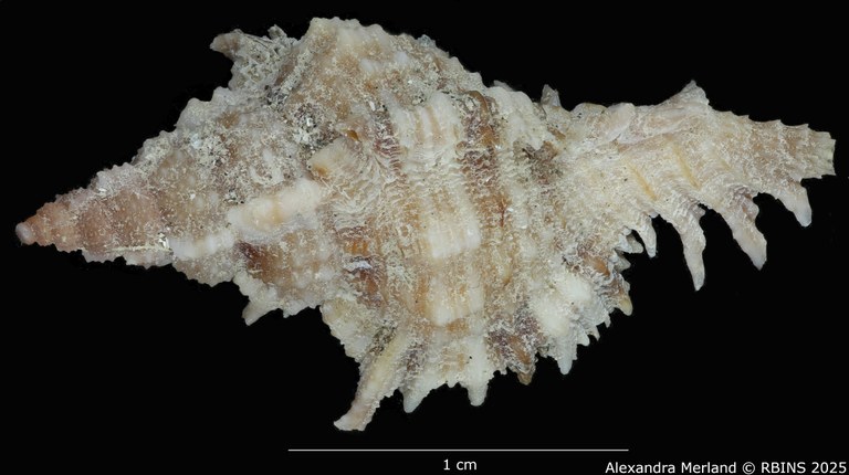 BE-RBINS-INV-MT-375-Chicoreus-(Chicomurex)-turschi-pt-D.jpg BE-RBINS-INV-MT-375-Chicoreus-(Chicomurex)-turschi-pt-D.jpg
