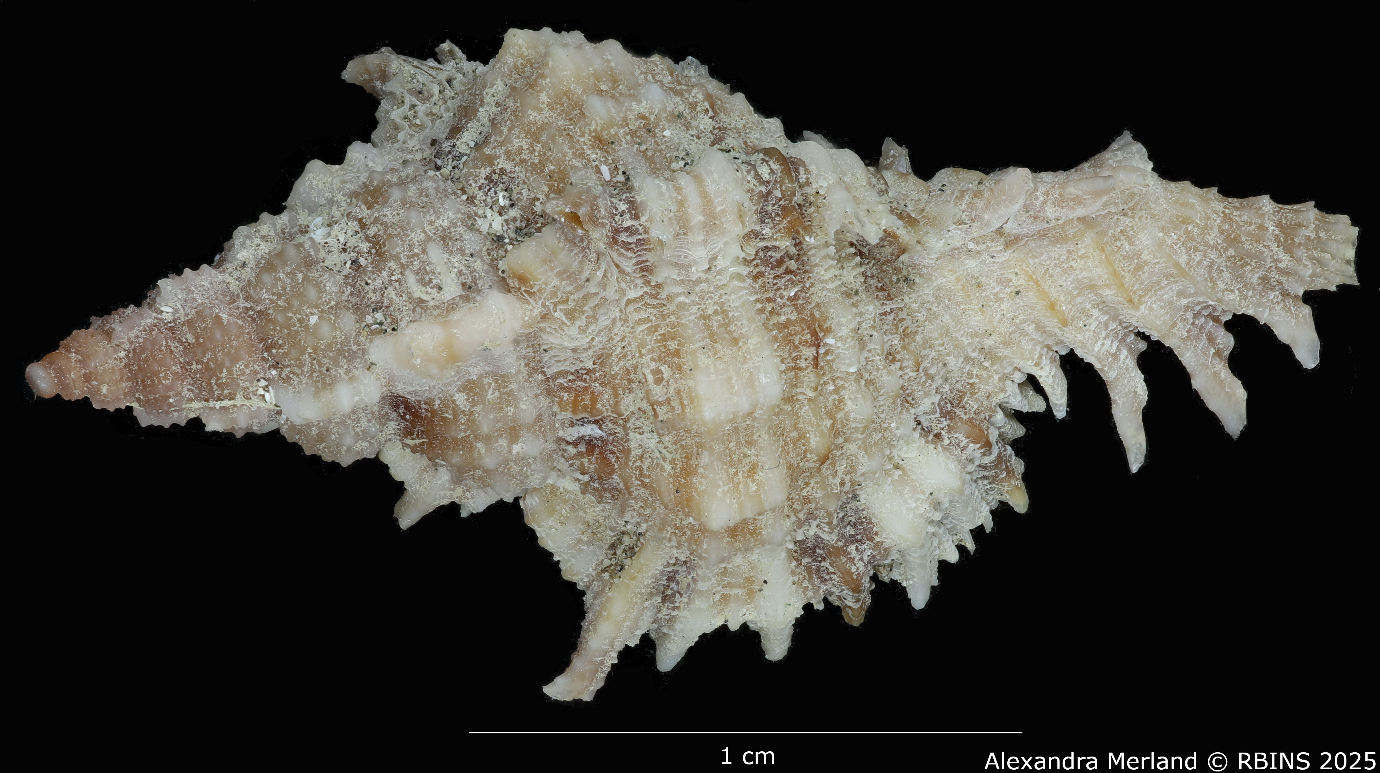 BE-RBINS-INV-MT-375-Chicoreus-(Chicomurex)-turschi-pt-D.jpg