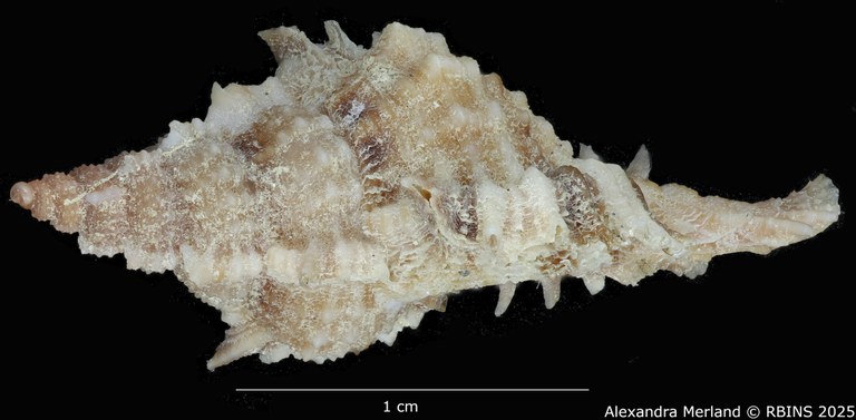 BE-RBINS-INV-MT-375-Chicoreus-(Chicomurex)-turschi-pt-L.jpg BE-RBINS-INV-MT-375-Chicoreus-(Chicomurex)-turschi-pt-L.jpg