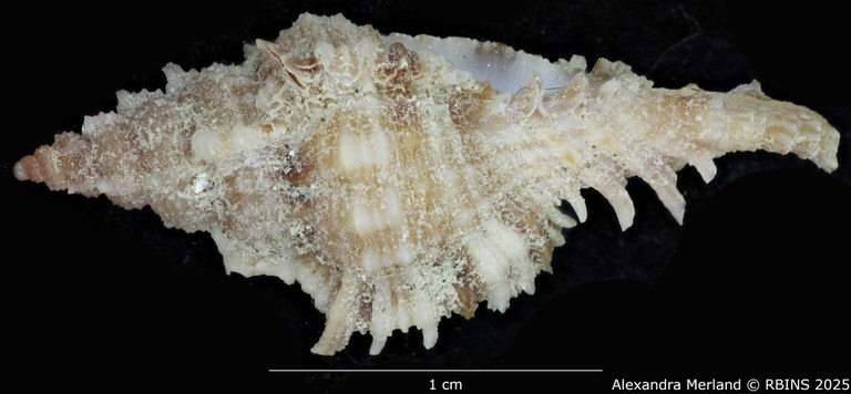 BE-RBINS-INV-MT-375-Chicoreus-(Chicomurex)-turschi-pt-L2.jpg BE-RBINS-INV-MT-375-Chicoreus-(Chicomurex)-turschi-pt-L2.jpg
