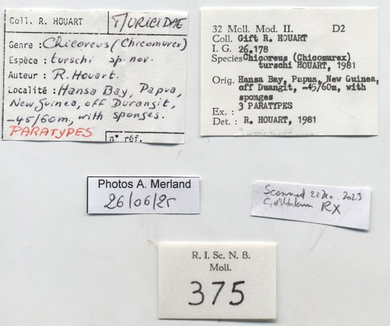 BE-RBINS-INV-MT-375-Chicoreus-(Chicomurex)-turschi-pt-label.jpg BE-RBINS-INV-MT-375-Chicoreus-(Chicomurex)-turschi-pt-label.jpg