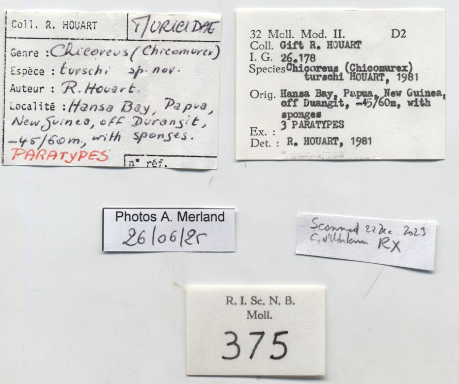 BE-RBINS-INV-MT-375-Chicoreus-(Chicomurex)-turschi-pt-label.jpg
