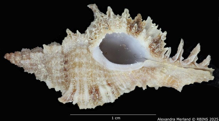 BE-RBINS-INV-MT-375-Chicoreus-(Chicomurex)-turschi-pt-V.jpg BE-RBINS-INV-MT-375-Chicoreus-(Chicomurex)-turschi-pt-V.jpg