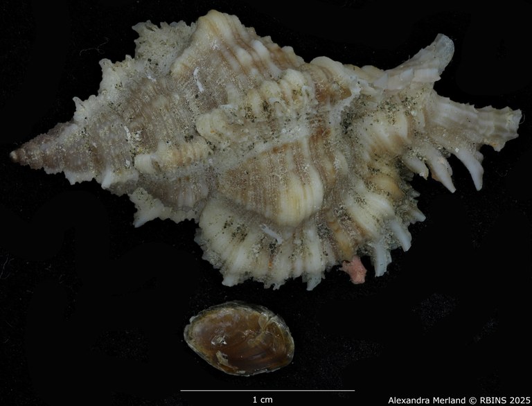 BE-RBINS-INV-MT-374-Chicoreus-(Chicomurex)-turschi-ht-D.jpg BE-RBINS-INV-MT-374-Chicoreus-(Chicomurex)-turschi-ht-D.jpg