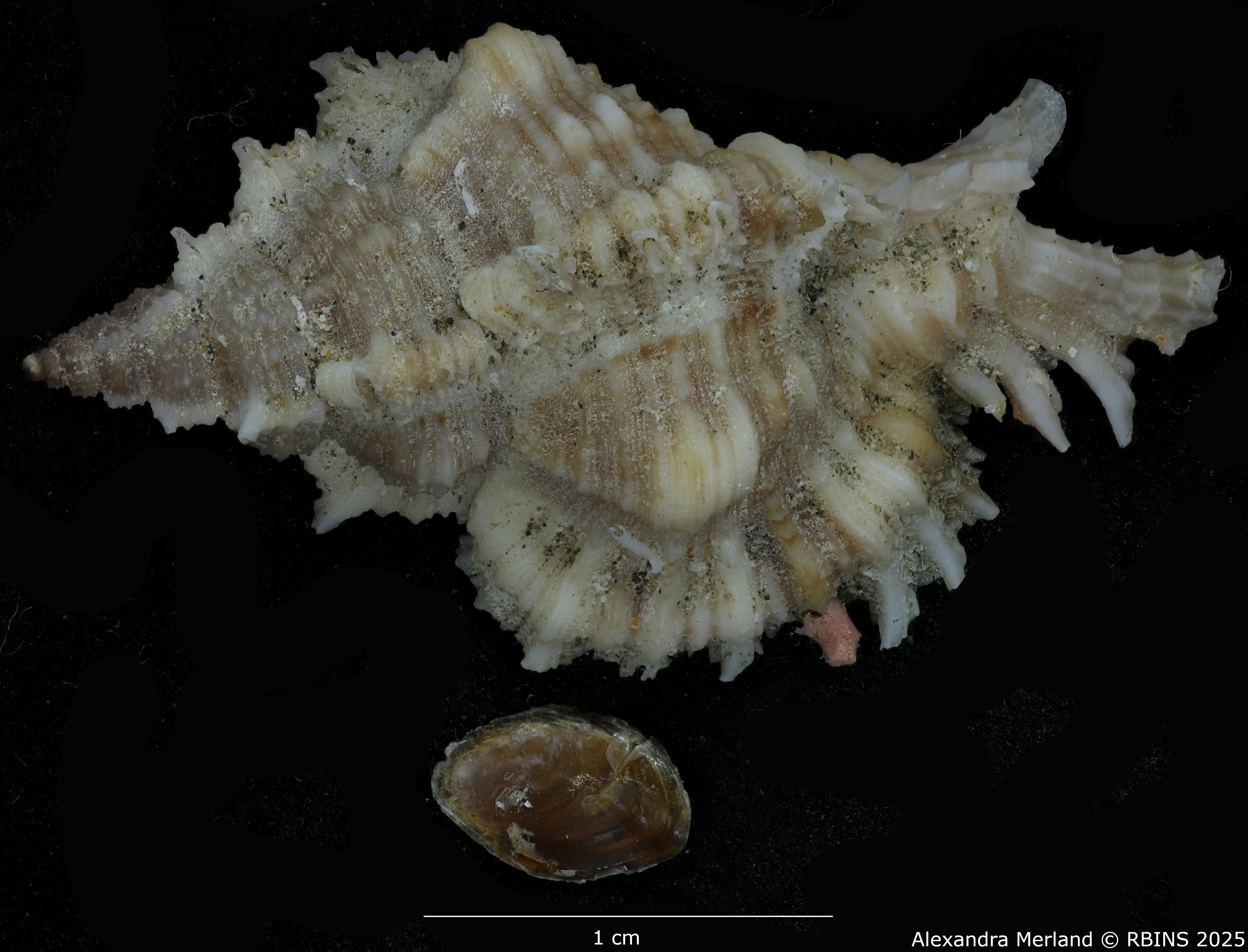 BE-RBINS-INV-MT-374-Chicoreus-(Chicomurex)-turschi-ht-D.jpg
