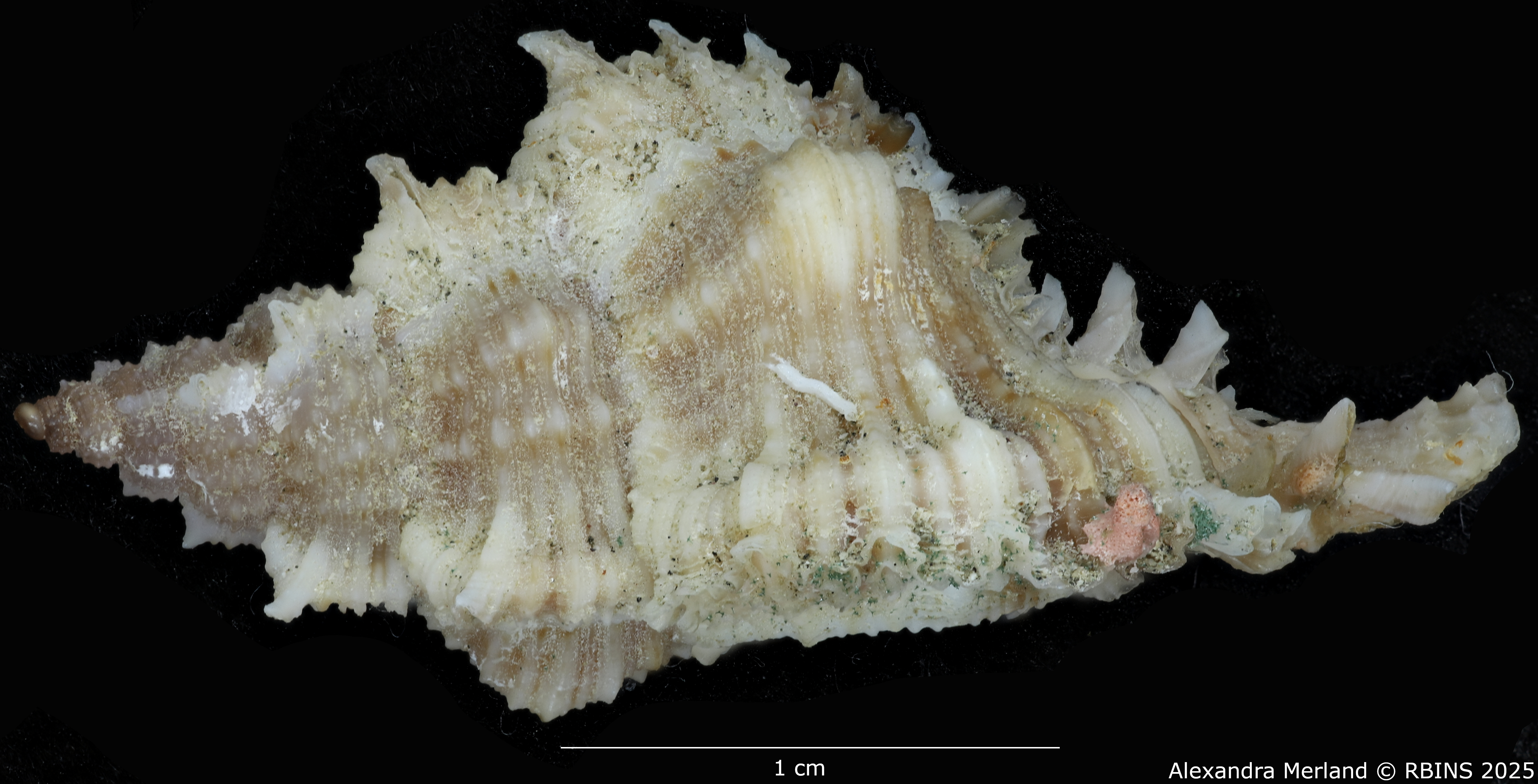 BE-RBINS-INV-MT-374-Chicoreus-(Chicomurex)-turschi-ht-L.jpg