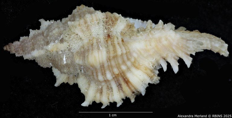 BE-RBINS-INV-MT-374-Chicoreus-(Chicomurex)-turschi-ht-L2.jpg BE-RBINS-INV-MT-374-Chicoreus-(Chicomurex)-turschi-ht-L2.jpg