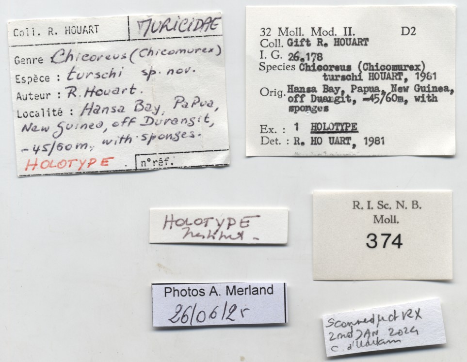 BE-RBINS-INV-MT-374-Chicoreus-(Chicomurex)-turschi-ht-label.jpg