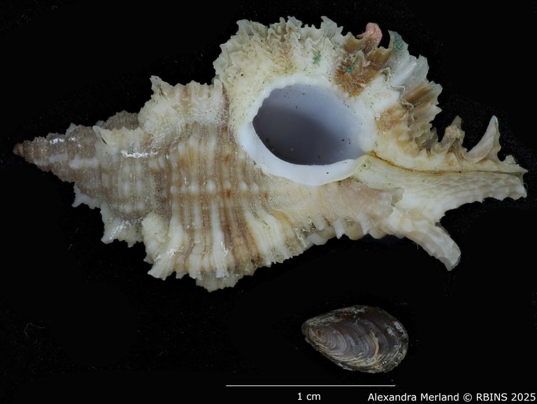 BE-RBINS-INV-MT-374-Chicoreus-(Chicomurex)-turschi-ht-V.jpg BE-RBINS-INV-MT-374-Chicoreus-(Chicomurex)-turschi-ht-V.jpg