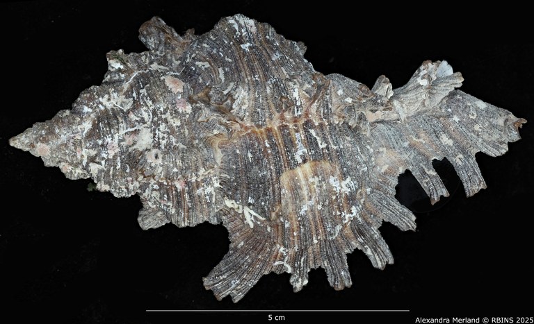 BE-RBINS-INV-MT-402-Chicoreus-(Chicoreus)-dovi-ht-D.jpg BE-RBINS-INV-MT-402-Chicoreus-(Chicoreus)-dovi-ht-D.jpg