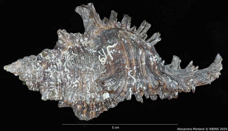 BE-RBINS-INV-MT-402-Chicoreus-(Chicoreus)-dovi-ht-L.jpg BE-RBINS-INV-MT-402-Chicoreus-(Chicoreus)-dovi-ht-L.jpg