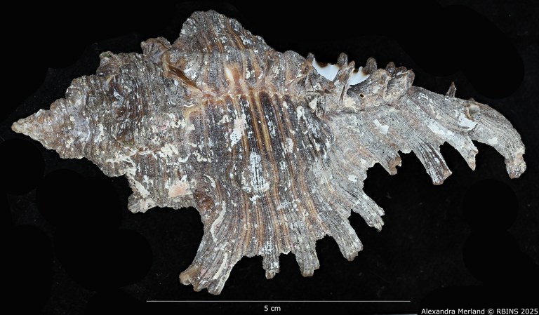 BE-RBINS-INV-MT-402-Chicoreus-(Chicoreus)-dovi-ht-L2.jpg BE-RBINS-INV-MT-402-Chicoreus-(Chicoreus)-dovi-ht-L2.jpg