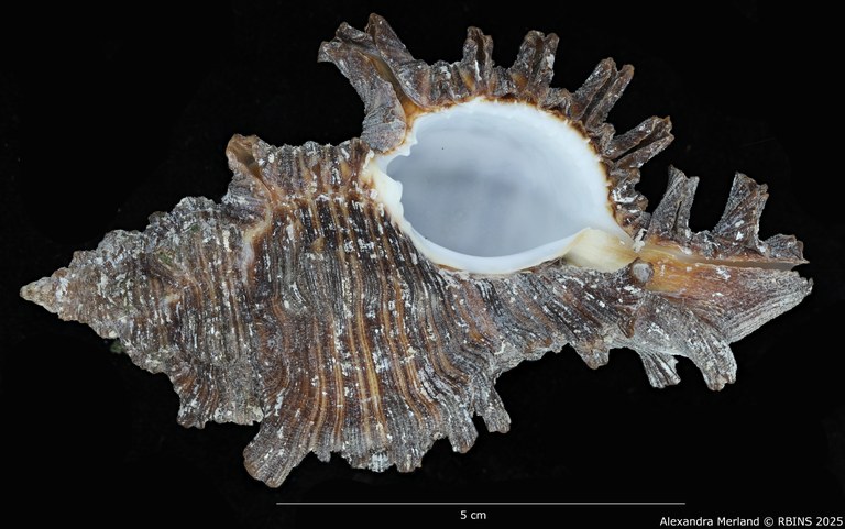 BE-RBINS-INV-MT-402-Chicoreus-(Chicoreus)-dovi-ht-V.jpg BE-RBINS-INV-MT-402-Chicoreus-(Chicoreus)-dovi-ht-V.jpg
