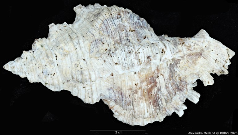BE-RBINS-INV-MT-385-Chicoreus-(Chicoreus)-kilburni-ht-D.jpg BE-RBINS-INV-MT-385-Chicoreus-(Chicoreus)-kilburni-ht-D.jpg