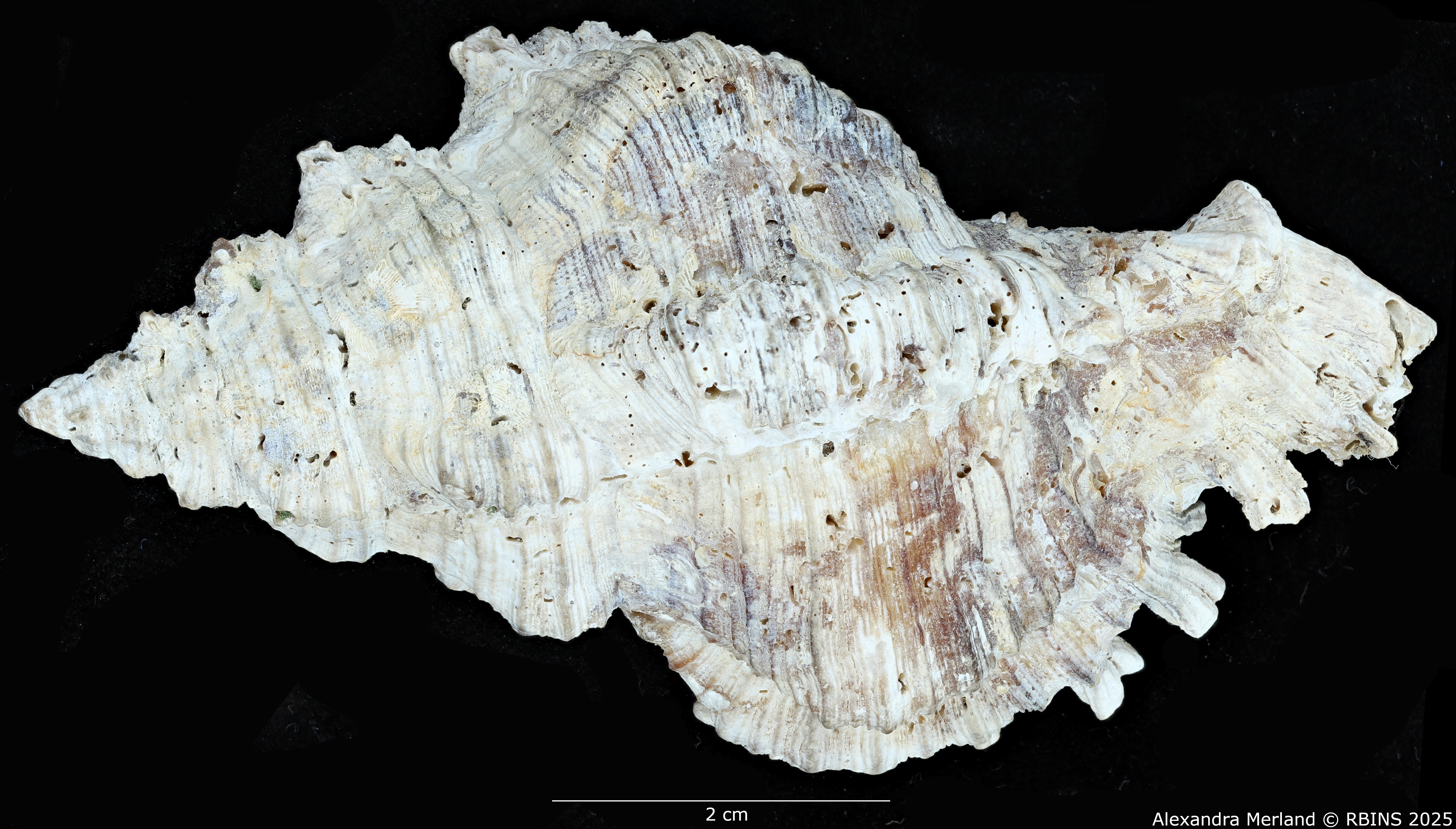 BE-RBINS-INV-MT-385-Chicoreus-(Chicoreus)-kilburni-ht-D.jpg