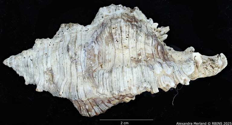 BE-RBINS-INV-MT-385-Chicoreus-(Chicoreus)-kilburni-ht-L.jpg BE-RBINS-INV-MT-385-Chicoreus-(Chicoreus)-kilburni-ht-L.jpg