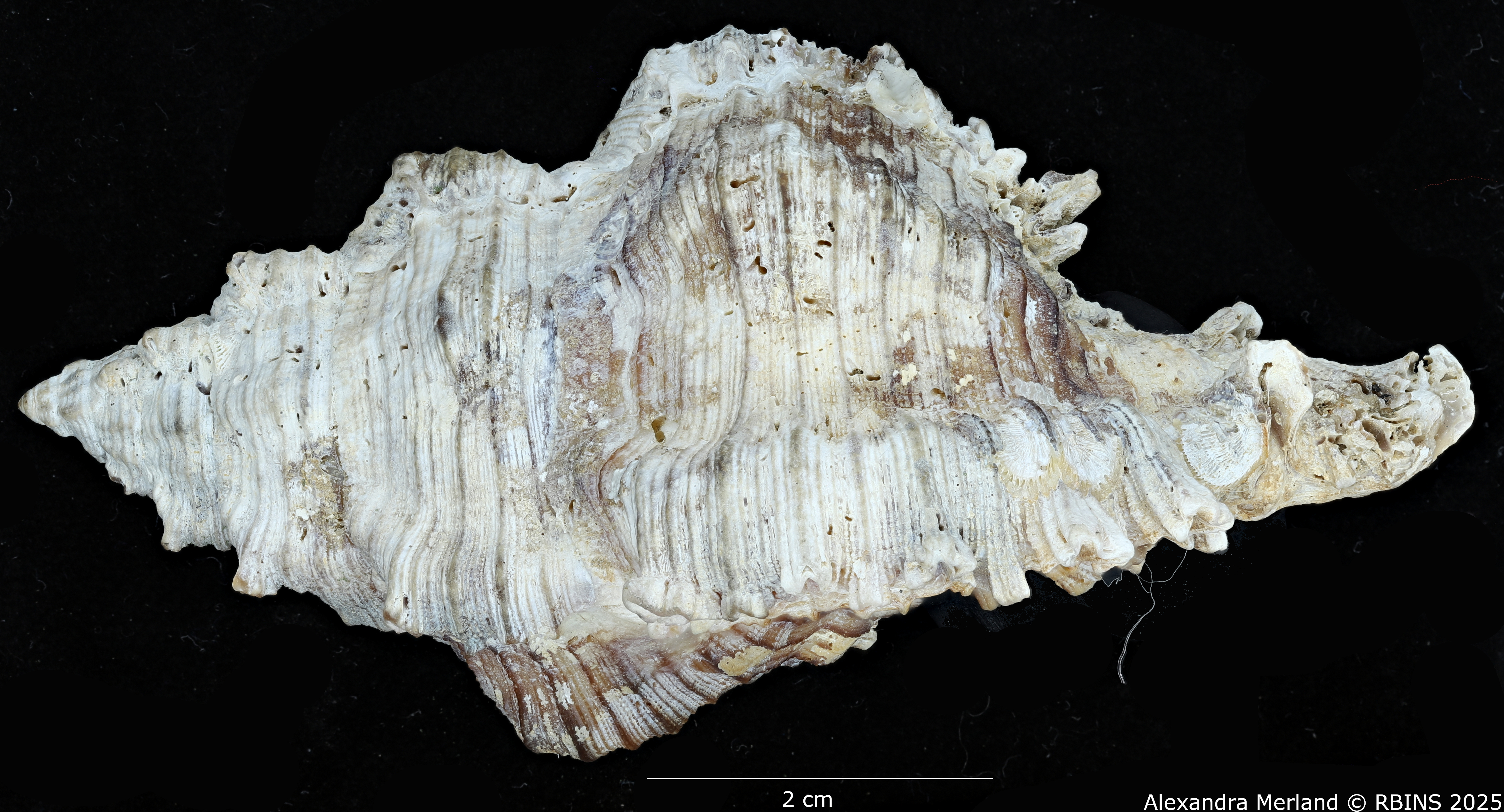 BE-RBINS-INV-MT-385-Chicoreus-(Chicoreus)-kilburni-ht-L.jpg