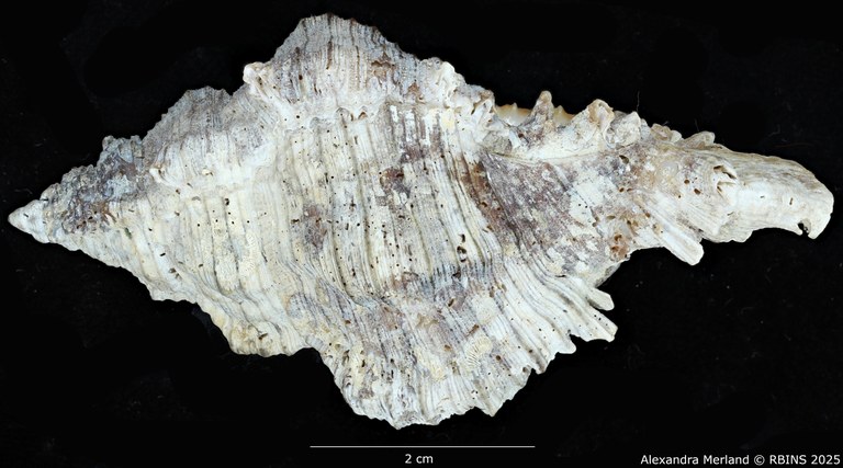 BE-RBINS-INV-MT-385-Chicoreus-(Chicoreus)-kilburni-ht-L2.jpg BE-RBINS-INV-MT-385-Chicoreus-(Chicoreus)-kilburni-ht-L2.jpg