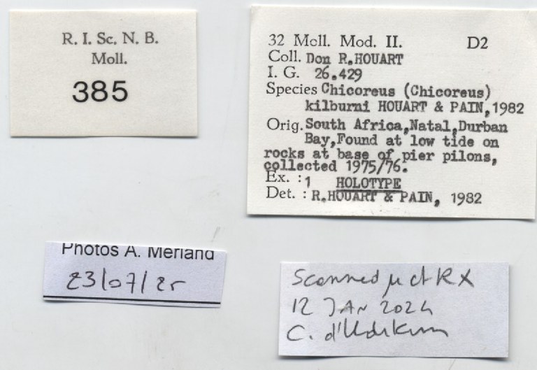 BE-RBINS-INV-MT-385-Chicoreus-(Chicoreus)-kilburni-ht-label.jpg BE-RBINS-INV-MT-385-Chicoreus-(Chicoreus)-kilburni-ht-label.jpg